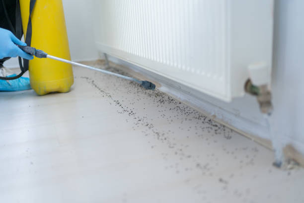Best Termite Control Services  in Holly Ridge, NC